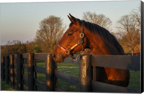 Framed Horse At Sunset Print