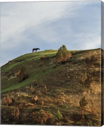 Framed Horse On Hill (TRNP) Print