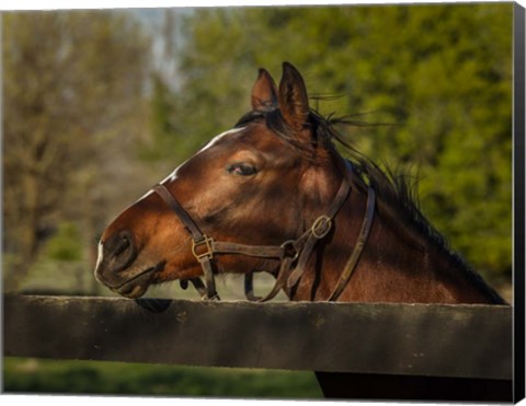 Framed Horse Portrait Print