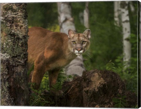 Framed Inquistive Mountain Lion Print