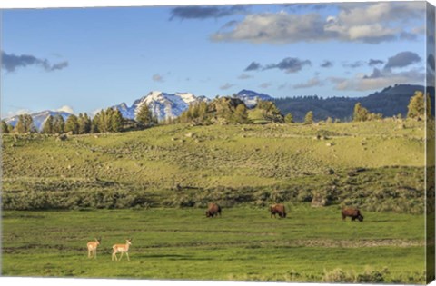 Framed Lamar Valley - Pronghorn And Bison Print