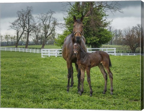 Framed Mare And Foal 2 Print