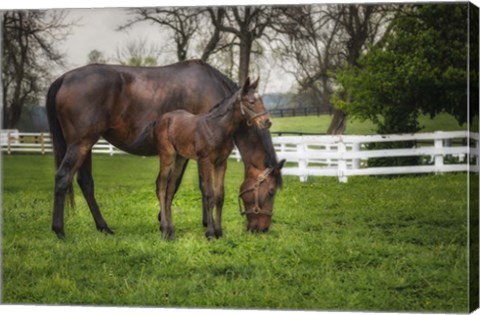 Framed Mare And Foal Together Print