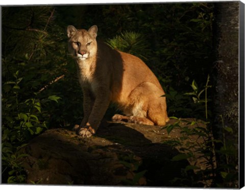 Framed Mountain Lion At Sunrise Print