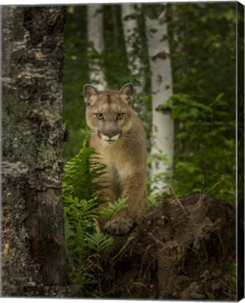 Framed Mountain Lion Forest Pose Print