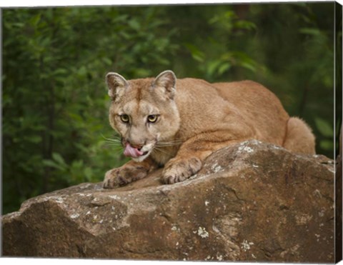 Framed Mountain Lion Lunch Print