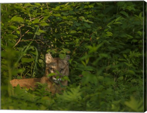 Framed Mountain Lion Lurks In Bush Print