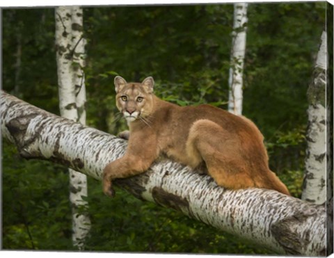 Framed Mountain Lion On Forest Log Print