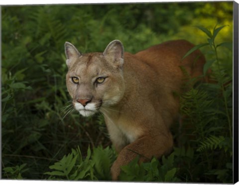 Framed Mountain Lion On The Prowl Print