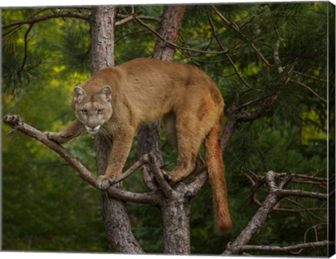 Framed Mountain Lion Stare Print
