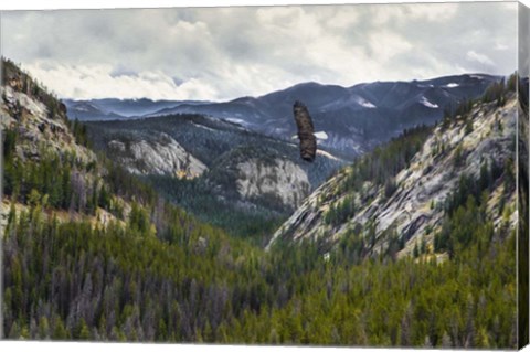 Framed Mountains With Eagle Print