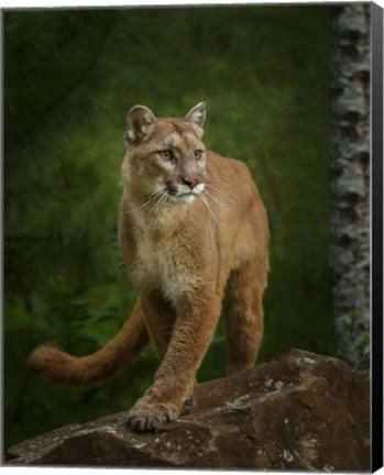 Framed Proud Mountain Lion 2 Print