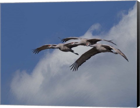 Framed Sandhill Crane 3 Oil Paint Print