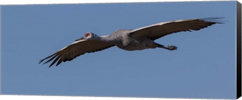 Framed Sandhill Crane In Flight Print