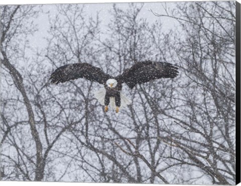 Framed Snowy Eagle Print