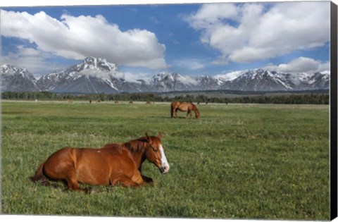 Framed Teton Horses Print