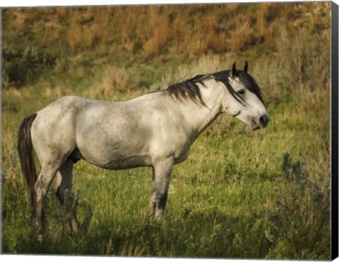 Framed Wild Horse Print