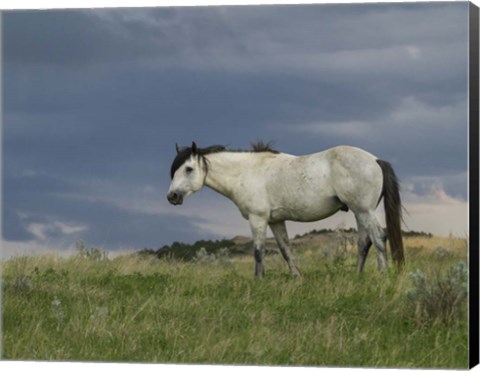 Framed Wild Horse - Stallion (Storm) Print
