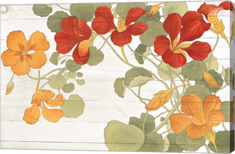 Framed Summer Nasturtiums Cottage Print