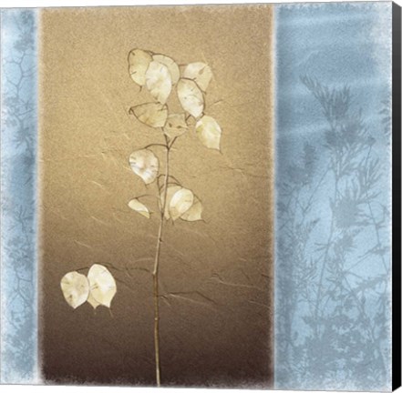 Framed Lunaria I Print