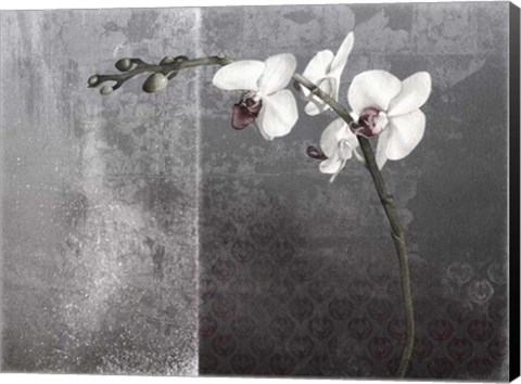 Framed Phalaenopsis Left Print