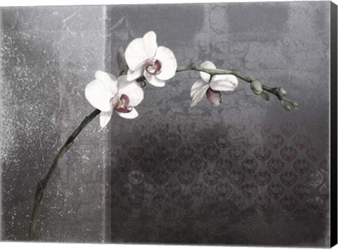 Framed Phalaenopsis Right Print