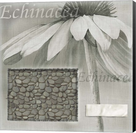 Framed Echinacea I Print