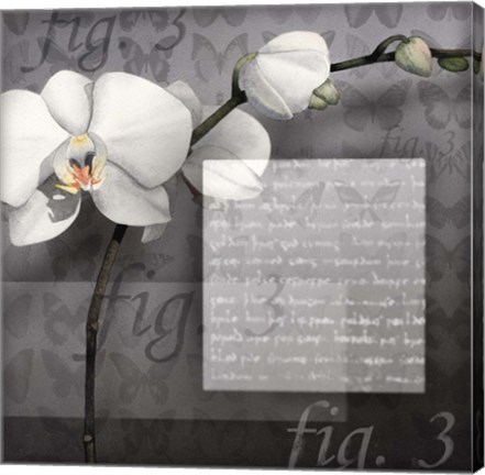 Framed Phalaenopsis I Print