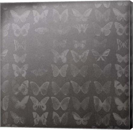 Framed Phalaenopsis II Print