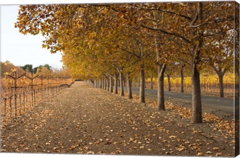 Framed Autumn Rows Print