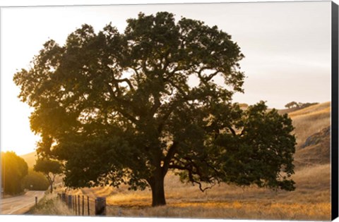 Framed Roadside Oak Print