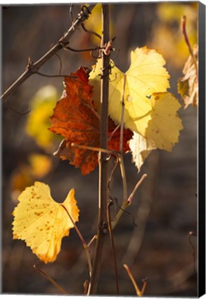 Framed Autumn Leaves Print