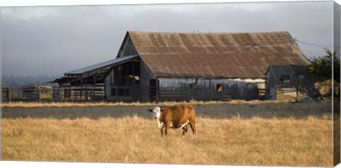 Framed Cow Portrait Print