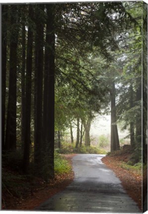 Framed Forest Road Print
