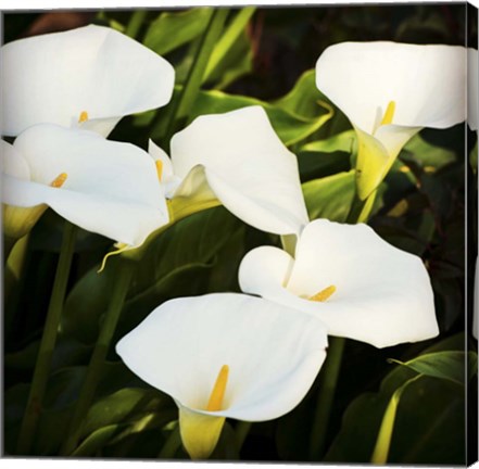 Framed Calla Lilies Print