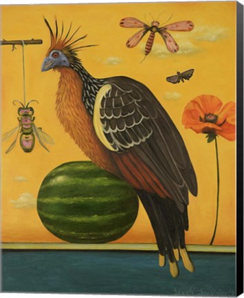 Framed Hoatzin Print