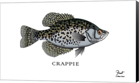 Framed Crappie Fish Print