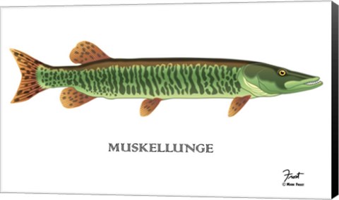 Framed Muskellunge Print