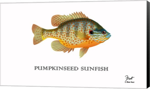 Framed Pumpkinseed Sunfish Print