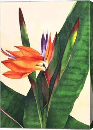 Framed Bird Of Paradise Print