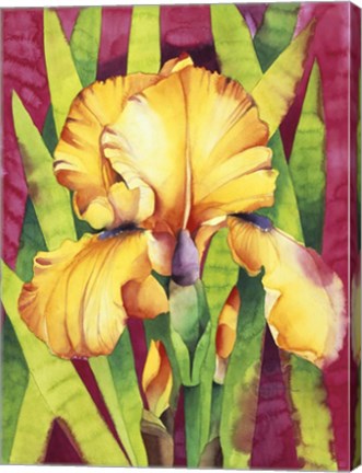 Framed Yellow Iris W/ Maroon Back Print