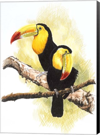 Framed Toucans Print
