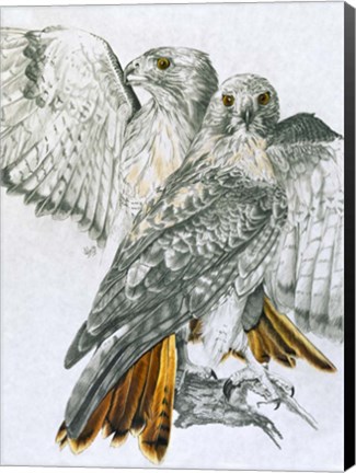 Framed Redtailed Hawk Print