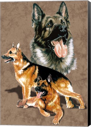 Framed German Shepherd Print