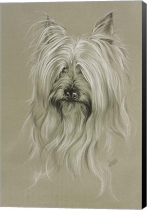 Framed Silky Terrier Print