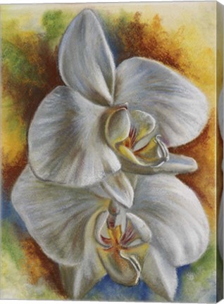 Framed Evening Orchid Print