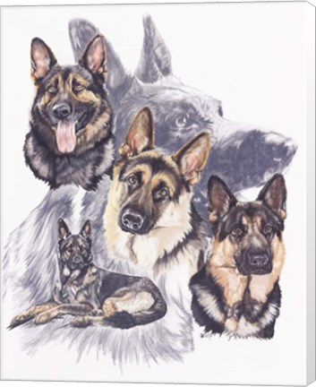 Framed German Shepard Print