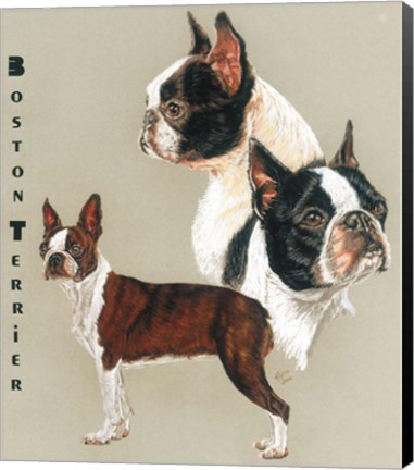 Framed Boston Terrier Print