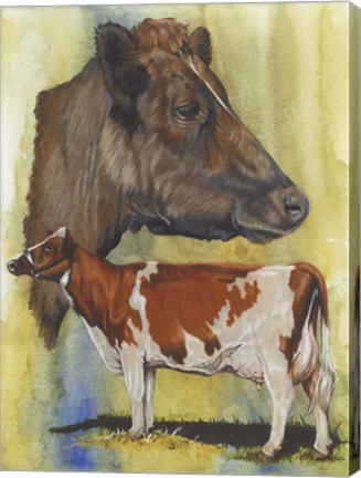 Framed Ayrshire Cows Print