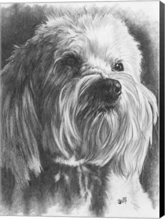 Framed Schnoodle Print